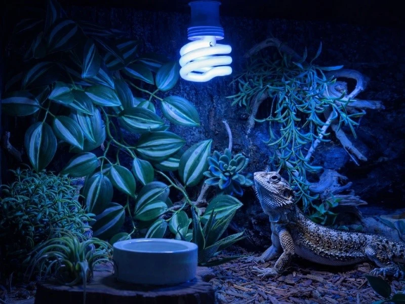 Animal Lighting--